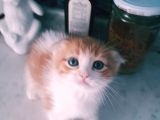 Çok Güzel Mavi Gözlü Beyaz Scottish Fold