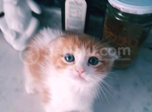 Çok Güzel Mavi Gözlü Beyaz Scottish Fold görsel