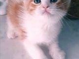 Çok Güzel Mavi Gözlü Beyaz Scottish Fold