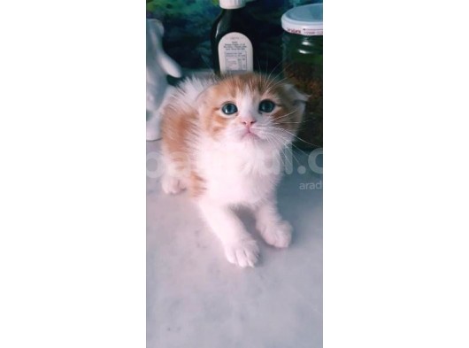 Çok Güzel Mavi Gözlü Beyaz Scottish Fold görsel