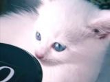 Çok Güzel Mavi Gözlü Beyaz Scottish Fold