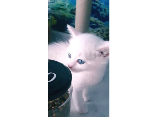 Çok Güzel Mavi Gözlü Beyaz Scottish Fold görsel