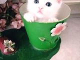 Çok Güzel Mavi Gözlü Beyaz Scottish Fold