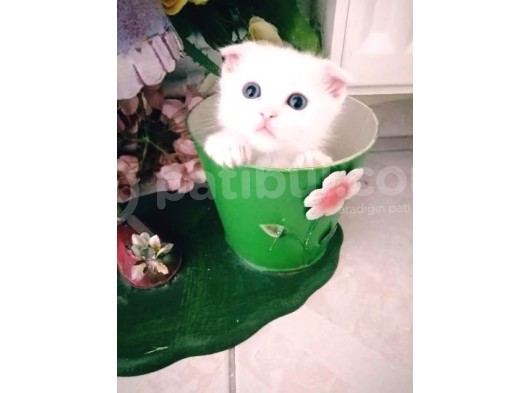 Çok Güzel Mavi Gözlü Beyaz Scottish Fold görsel