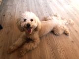 1 Buçuk Yaşındaki Toy Poddle Köpeğime Yeni Yuva Arıyorum