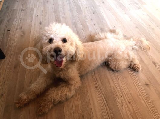 1 Buçuk Yaşındaki Toy Poddle Köpeğime Yeni Yuva Arıyorum görsel