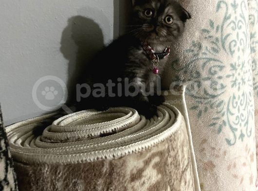 Sevimli Minik Patiler görsel
