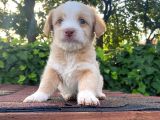 Bebek Surat Maltipoo