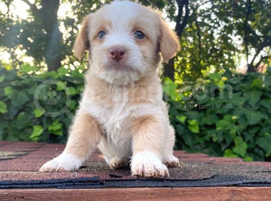 Bebek Surat Maltipoo