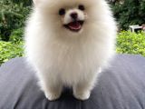 Teddy Bear Garantili Pomeranian White