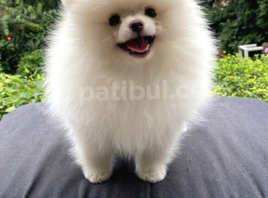 Teddy Bear Garantili Pomeranian White görsel