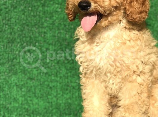 Safkan Minyatür Poodle Yavrularımız görsel