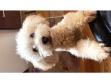 1 Buçuk Yaşındaki Toy Poddle Köpeğime Yeni Yuva Arıyorum