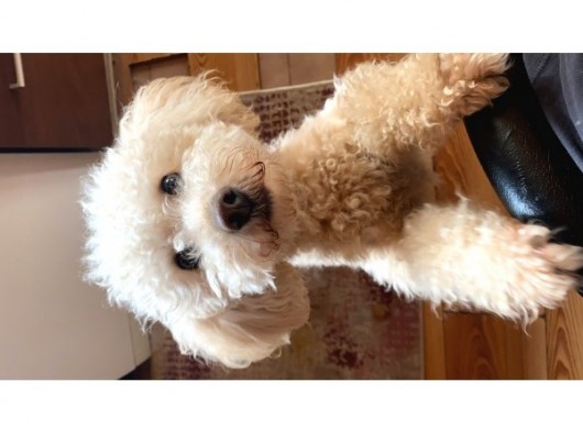 1 Buçuk Yaşındaki Toy Poddle Köpeğime Yeni Yuva Arıyorum görsel