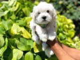 Yakışıklı Maltese Terrier