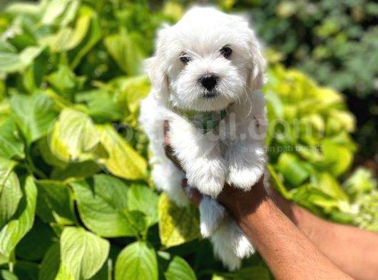 Yakışıklı Maltese Terrier