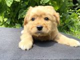Show Bebek Yüz Maltipoo Yok Böyle