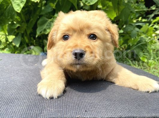 Show Bebek Yüz Maltipoo Yok Böyle görsel