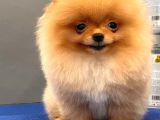 Mükemmel Kalite Pomeranian Boo
