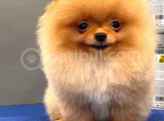 Mükemmel Kalite Pomeranian Boo görsel