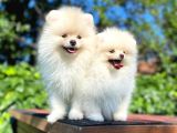 Ayı Surat Garantili Mini Boy Pomeranian
