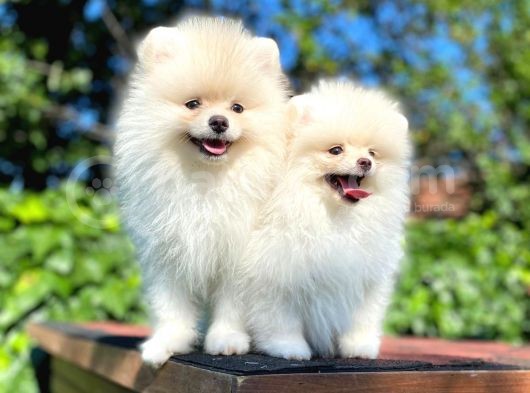 Ayı Surat Garantili Mini Boy Pomeranian