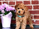 Micro Chipli Pasaportlu Toy Poodle Yavrular