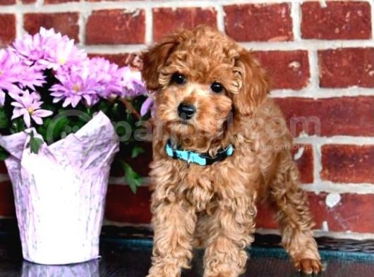 Micro Chipli Pasaportlu Toy Poodle Yavrular görsel