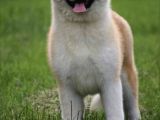 Saf Irk Akita İnu