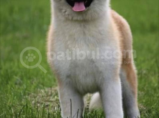 Saf Irk Akita İnu görsel