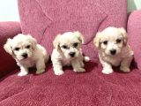 Orjinal Maltipoo Bebekler