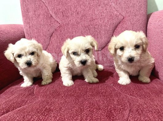 Orjinal Maltipoo Bebekler