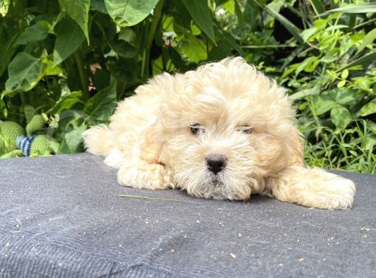 Show Bebek Yüz Maltipoo Yok Böyle