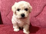 Orjinal Maltipoo Bebekler