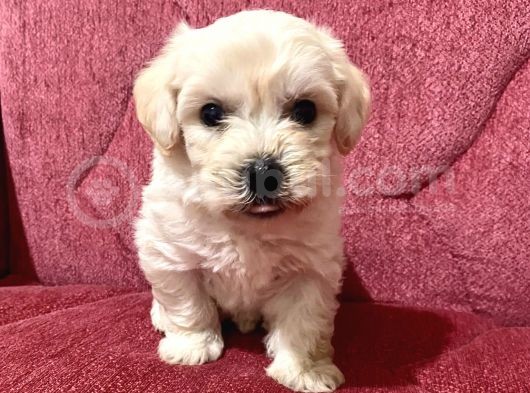 Orjinal Maltipoo Bebekler görsel