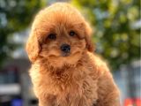 Minicik Toy Poodle Yavru