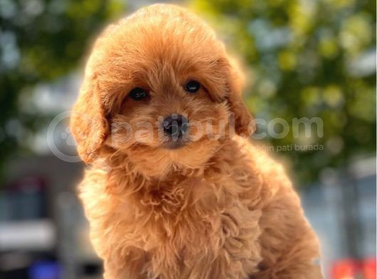 Minicik Toy Poodle Yavru görsel
