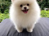 Teddy Bear Garantili Pomeranian White