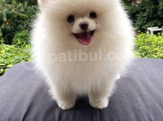 Teddy Bear Garantili Pomeranian White görsel