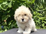 Show Bebek Yüz Maltipoo Yok Böyle