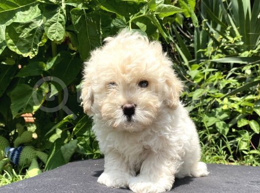 Show Bebek Yüz Maltipoo Yok Böyle görsel