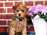 Micro Chipli Pasaportlu Toy Poodle Yavrular