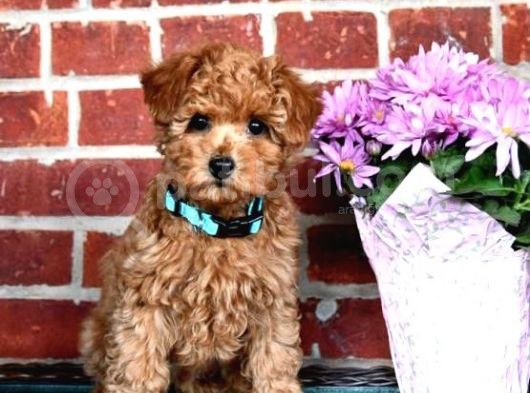 Micro Chipli Pasaportlu Toy Poodle Yavrular görsel