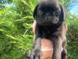 Sevimli Dişi Pug Yavrumuz
