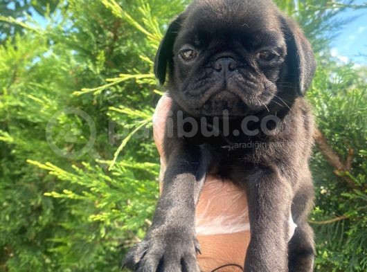 Sevimli Dişi Pug Yavrumuz görsel