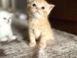 Sevimli Minik Patiler