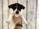 Sevimli Jack Russel Yavrularımız