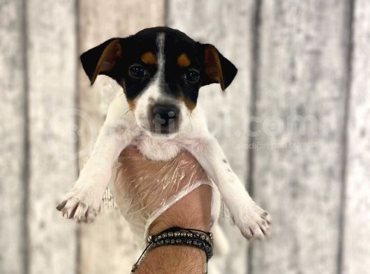 Sevimli Jack Russel Yavrularımız görsel