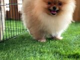 Mükemmel Kalite Pomeranian Boo