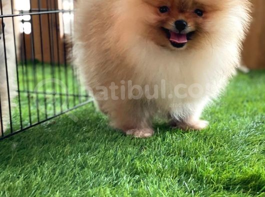 Mükemmel Kalite Pomeranian Boo görsel